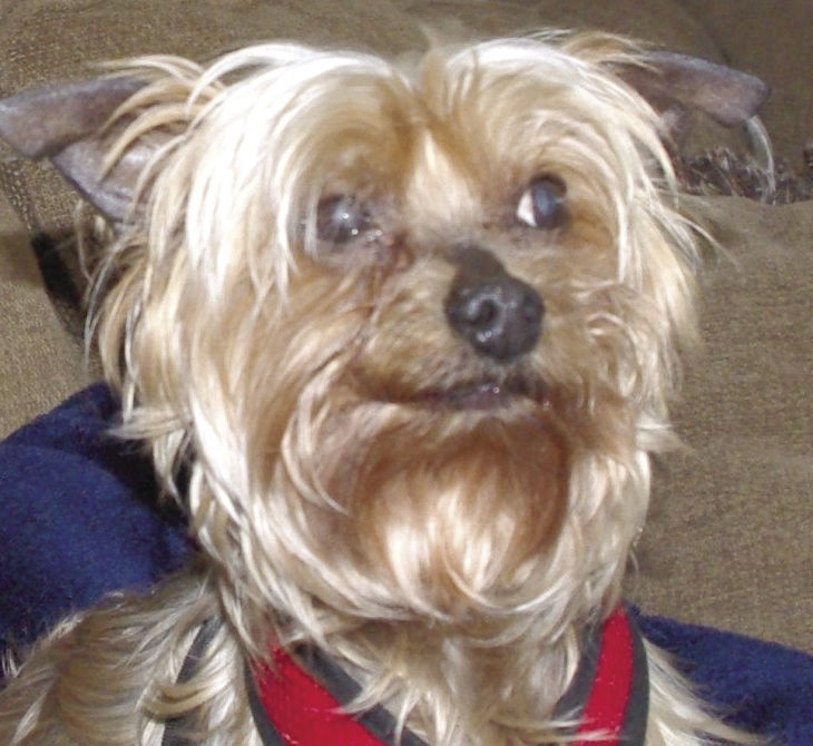 Pets of the Week: Hank